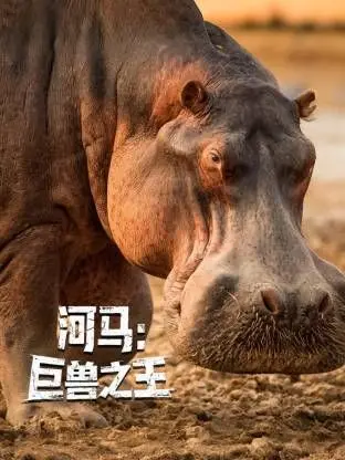 《河马：巨兽之王》：我！是！单！身！这纪录片看得我全程梗在喉咙！